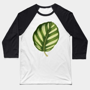 Calathea fasciata - Rothschild Baseball T-Shirt